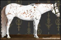 Horse Color:White Spotted Chestnut Near Leopard 