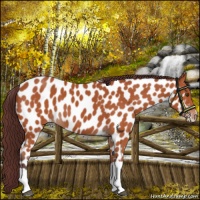 Horse Color:Chocolate Bay Appaloosa 
