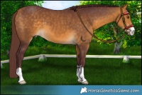 Horse Color:Chocolate Buckskin 