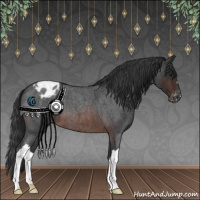 Horse Color:Brown Roan Appaloosa 