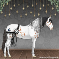 Horse Color:Bay Tobiano Appaloosa