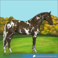 Horse Color:White Spotted Midnight Gold Cream Champagne 