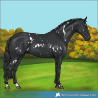 Horse Color:White Spotted Black 