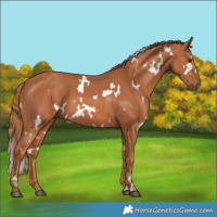 Horse Color:White Spotted Chestnut 
