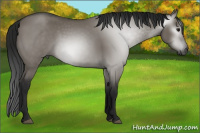 Horse Color:Gray Grullo 