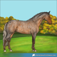Horse Color:Chocolate Palomino Roan 