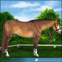Horse Color:Chocolate Buckskin 