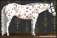 Horse Color:Silver Buckskin Sabino Appaloosa 