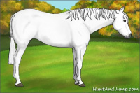 Horse Color:Gray Bay Roan