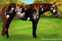 Horse Color:Void Painted White Spotted Bay Onyx Appaloosa Rabicano 