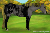 Horse Color:Void Painted Black Tobiano Appaloosa Rabicano 
