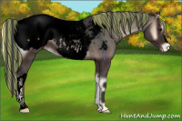 Horse Color:Void Painted Blue Onyx Appaloosa Rabicano 