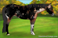 Horse Color:Void Brown Onyx Frame Near Leopard Rabicano