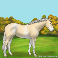 Horse Color:White Spotted Gold Cream Champagne 