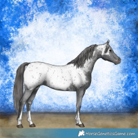 Horse Color:Black Sabino Appaloosa 