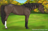 Horse Color:Liver Chestnut 
