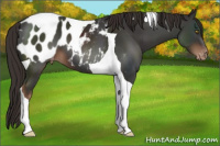 Horse Color:Liver Chestnut Tobiano Appaloosa