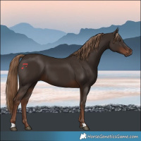Horse Color:Liver Chestnut 