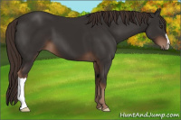 Horse Color:Liver Chestnut 