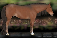 Horse Color:Liver Red Roan 