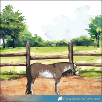 Horse Color:White Spotted Liver Red Dun