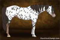 Horse Color:Liver Chestnut Appaloosa