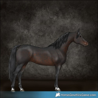 Horse Color:Brown 