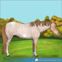 Horse Color:Red Roan Pearl Tobiano Frame