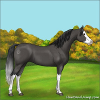 Horse Color:Black Splash 