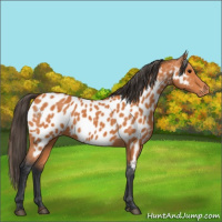 Horse Color:Bay Appaloosa 