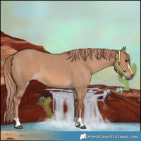 Horse Color:Red Dun 