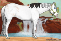 Horse Color:Bay Sabino Splash Rabicano