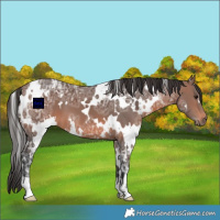 Horse Color:White Spotted Brown Ice