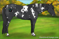Horse Color:White Spotted Black 