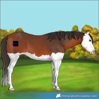Horse Color:Bay Splash 