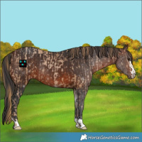 Horse Color:Black Pearl and Brown Rabicano