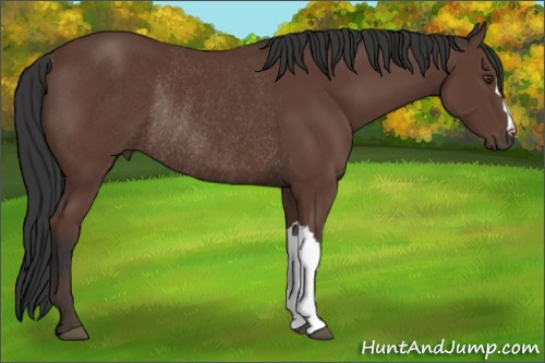 Horse Color:Bay Rabicano 