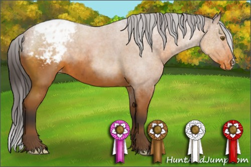 Horse Color:Buckskin Appaloosa 