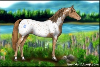 Horse Color:Chestnut Appaloosa 