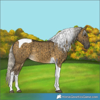 Horse Color:Silver Buckskin Dun Tobiano Brindle 