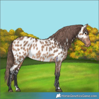 Horse Color:Bay Dun Appaloosa