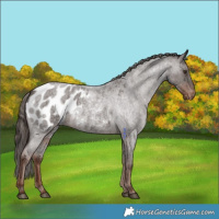 Horse Color:Liver Red Roan Appaloosa 