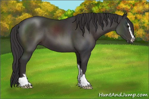 Horse Color:Smoky Black Sabino 
