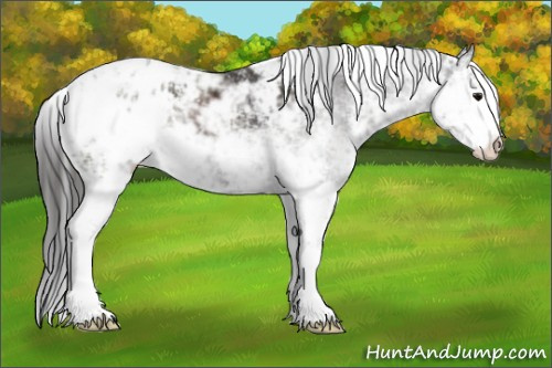 Horse Color:Smoky Black Sabino Appaloosa 