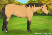 Horse Color:Buckskin 