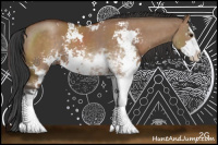 Horse Color:Bay Dun Sabino 