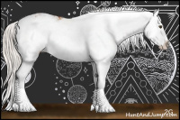 Horse Color:Silver Bay Sabino Splash Rabicano 