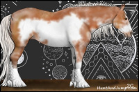 Horse Color:Silver Bay Sabino Frame Rabicano 