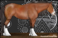Horse Color:Bay Sabino Rabicano