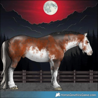 Horse Color:White Spotted Silver Bay  and White Spotted Bay 